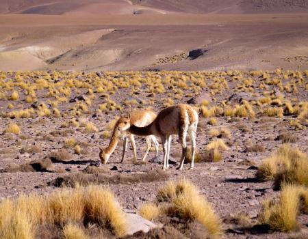 Two animals in Atacama Desert in Chile on a tour extension